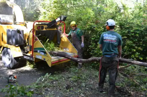 tree services Palm Harbor